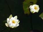 FZ029333 White water-lilies (Nymphaea alba) at Bosherston lily ponds.jpg